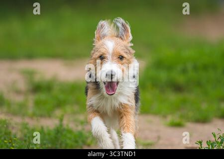 Adorable happy scruffy dog playing and running outdoor on the green grass Stock Photo