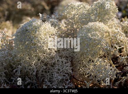 Star reindeer lichen Stock Photo