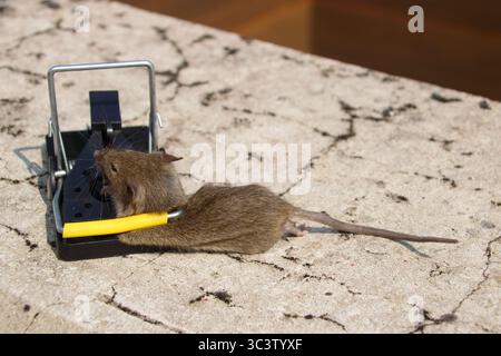 Small mouse in a mousetrap Stock Photo