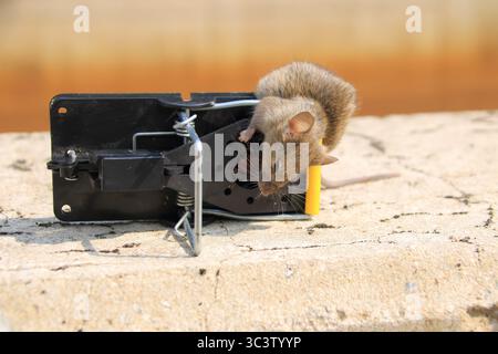 Small mouse in a mousetrap Stock Photo