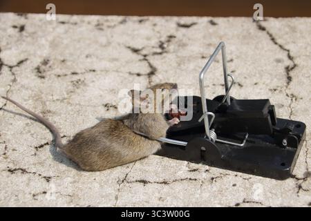 Small mouse in a mousetrap Stock Photo