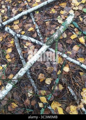 Birch branches lying in a crisscross pattern on the forest floor covered with pine needles, birch leaves, and small twigs. Stock Photo