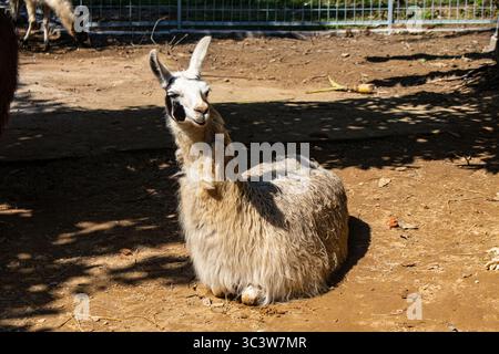 Fluffy llama lying down on sand at Chattogram Zoo Stock Photo