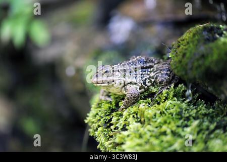 A frog sitting on moss by a waterfall in a garden pond. Stock Photo
