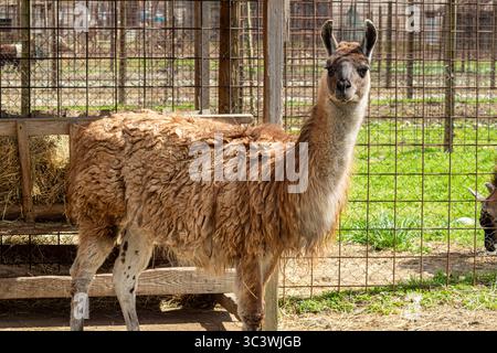 Close view of a llama with long curly fur looking toward the camera in a sunlit area with natural surroundings Stock Photo
