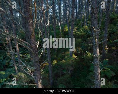 Pine trees and tree ferns in the Waitangi forest, Northland, New Zealand Stock Photo
