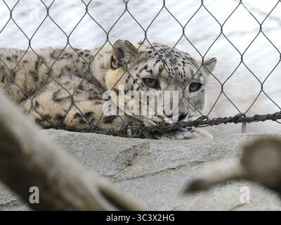 23 March 2025, Berlin: 23.03.2025, Berlin. A snow leopard (Panthera uncia) lies in its enclosure behind a fence at the zoo. Zoos, and exchange programs between zoos, have become important for the conservation of endangered species, but some animal rights activists are critical of keeping wild animals behind glass panes, fences or bars. Snow leopards actually live as solitary animals in the high mountains of Central Asia. The populations in the natural habitats of the big cats are highly endangered for various reasons. Around 600 of these animals live in captivity in zoological gardens worldwid Stock Photo