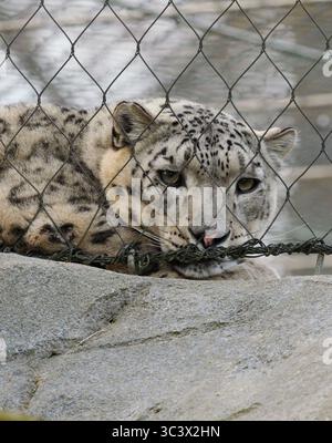 23 March 2025, Berlin: 23.03.2025, Berlin. A snow leopard (Panthera uncia) lies in its enclosure behind a fence at the zoo. Zoos, and exchange programs between zoos, have become important for the conservation of endangered species, but some animal rights activists are critical of keeping wild animals behind glass panes, fences or bars. Snow leopards actually live as solitary animals in the high mountains of Central Asia. The populations in the natural habitats of the big cats are highly endangered for various reasons. Around 600 of these animals live in captivity in zoological gardens worldwid Stock Photo
