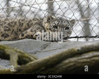 23 March 2025, Berlin: 23.03.2025, Berlin. A snow leopard (Panthera uncia) lies in its enclosure behind a fence at the zoo. Zoos, and exchange programs between zoos, have become important for the conservation of endangered species, but some animal rights activists are critical of keeping wild animals behind glass panes, fences or bars. Snow leopards actually live as solitary animals in the high mountains of Central Asia. The populations in the natural habitats of the big cats are highly endangered for various reasons. Around 600 of these animals live in captivity in zoological gardens worldwid Stock Photo