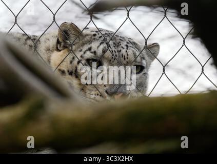 23 March 2025, Berlin: 23.03.2025, Berlin. A snow leopard (Panthera uncia) lies in its enclosure behind a fence at the zoo. Zoos, and exchange programs between zoos, have become important for the conservation of endangered species, but some animal rights activists are critical of keeping wild animals behind glass panes, fences or bars. Snow leopards actually live as solitary animals in the high mountains of Central Asia. The populations in the natural habitats of the big cats are highly endangered for various reasons. Around 600 of these animals live in captivity in zoological gardens worldwid Stock Photo