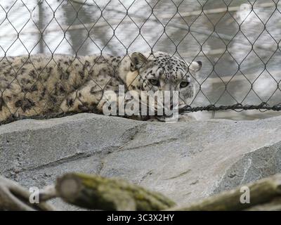 23 March 2025, Berlin: 23.03.2025, Berlin. A snow leopard (Panthera uncia) lies in its enclosure behind a fence at the zoo. Zoos, and exchange programs between zoos, have become important for the conservation of endangered species, but some animal rights activists are critical of keeping wild animals behind glass panes, fences or bars. Snow leopards actually live as solitary animals in the high mountains of Central Asia. The populations in the natural habitats of the big cats are highly endangered for various reasons. Around 600 of these animals live in captivity in zoological gardens worldwid Stock Photo