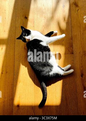Tuxedo Cat Stock Photo