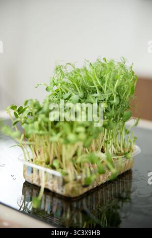 Fresh green pea sprouts on the kitchen table in the bright kitchen Stock Photo