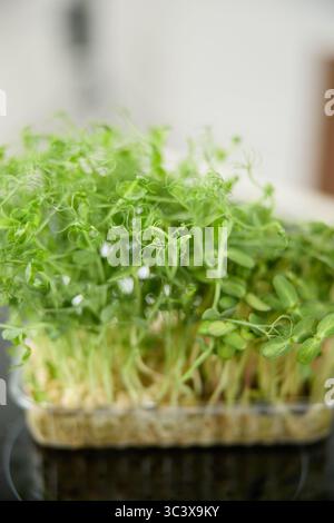 Fresh green pea sprouts on the kitchen table in the bright kitchen Stock Photo