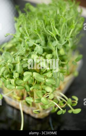 Fresh green pea sprouts on the kitchen table in the bright kitchen Stock Photo