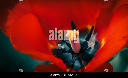 Close-Up of Vibrant Red Peony Tulip in Bloom Stock Photo