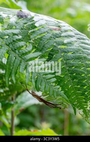 Nursery Web Spiderlings (Pisaurina mira) in nursery web Stock Photo