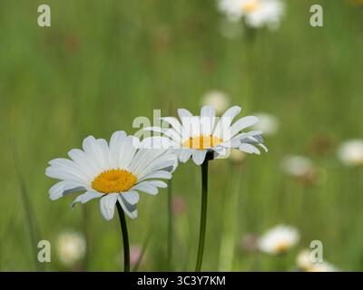 Daisies growing in a field Stock Photo