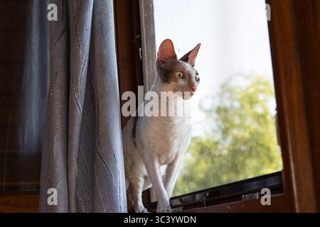 Curious Devon Rex cat with big ears and curly fur standing on a window sill and looking outside through the screen, indoor pet portrait with natural l Stock Photo