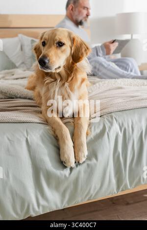 Golden retriever lying peacefully at foot of bed in master bedroom, with wooden headboard and lamp Stock Photo