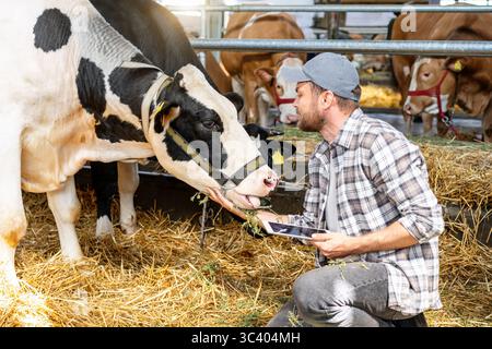 Male farmer using tablet while inspecting cows on livestock farm Stock Photo