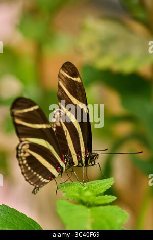 Two Zebra Longwing butterflies Heliconius charithonia resting close together on a fresh green leaf Stock Photo