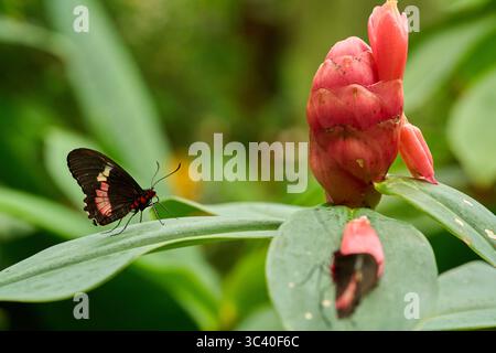 Pink Cattleheart butterfly Parides iphidamas resting near blooming red Spiral Ginger Costus woodsonii in tropical garden Stock Photo