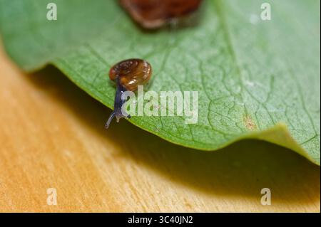 A little glass snail has its shell on its side. It is on a green, heavily veined leaf. Stock Photo