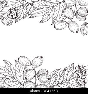 Vector frame made of walnut on a branch, tree leaves, ripe walnut. All objects are hand-drawn with ink. The illustration is suitable for printing on Stock Vector