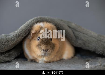 Guinea pig nestled under a soft gray blanket on cozy surface Stock Photo