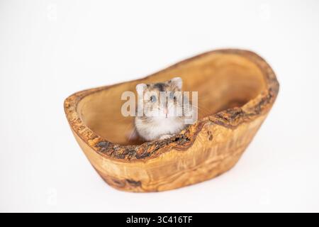 Hamster sitting inside a small carved wooden bowl. Stock Photo