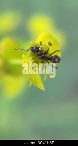 Black garden ant on a tree surface macro photography. Stock Photo