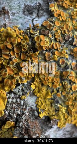 Yellow lichen growing on a tree bark macro photography. A close up of a bright yellow and orange lichen. Stock Photo