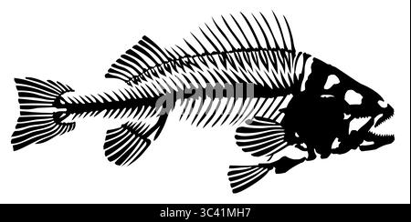 Skeleton of big predatory sea fish. Stock Vector