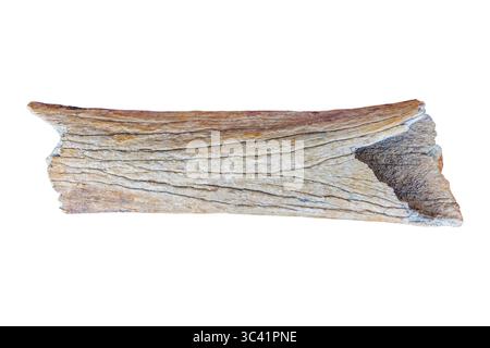 Authentic thigh bone from a woolly mammoth isolated on a white background Stock Photo