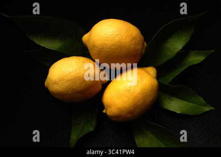 Still Life Photograph of Three Bright Yellow Lemons on Dark Background with Green Citrus  Leaves Stock Photo