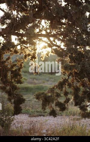 Golden sunlight filters through a dense, textured tree, casting a warm glow over a quiet rural landscape in the calm stillness of late afternoon. Stock Photo