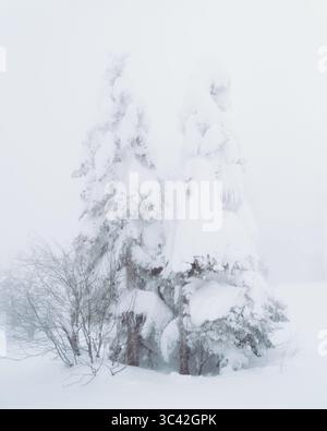 View of snow-laden trees stand majestically amidst a winter wonderland, their forms softened by a thick blanket of white, Zao Onsen, Yamagata, Japan. Stock Photo