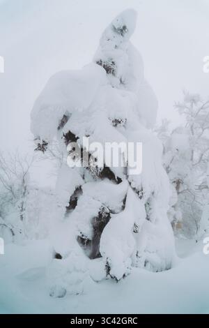 View of snow-covered trees create a surreal, frosted landscape, the heavy snow clinging to every branch, showcasing winter's icy grip, Zao Onsen, Yamagata, Japan. Stock Photo
