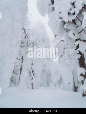 View of snow-covered trees stand like silent sentinels, transformed into icy sculptures in a winter wonderland, Zao Onsen, Yamagata, Japan. Stock Photo