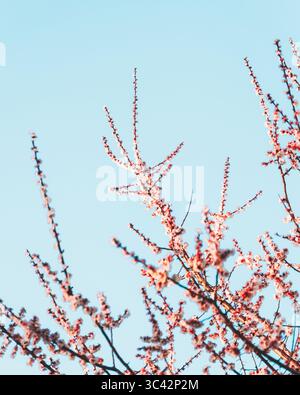 View of delicate pink blossoms dance on slender branches against the serene canvas of a pale blue sky, Shiinamachi Park, Toshima City, Tokyo, Japan. Stock Photo
