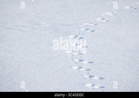 Footprints left by a small animal in fresh white snow, signifying a winter's journey. Captures the essence of peaceful outdoor scenery and natural act Stock Photo
