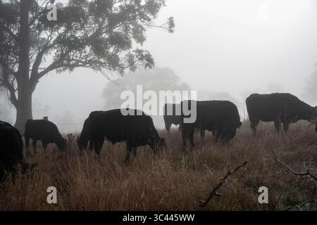 cows grazing in a misty field, mist over a Farming landscape with beautiful cows and cattle grazing on pasture at dswk in the australian outback over Stock Photo