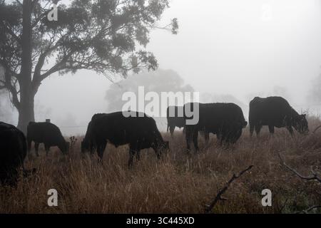 cows grazing in a misty field, mist over a Farming landscape with beautiful cows and cattle grazing on pasture at dswk in the australian outback over Stock Photo