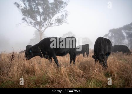 cows grazing in a misty field, mist over a Farming landscape with beautiful cows and cattle grazing on pasture at dswk in the australian outback over Stock Photo