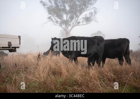 cows grazing in a misty field, mist over a Farming landscape with beautiful cows and cattle grazing on pasture at dswk in the australian outback over Stock Photo