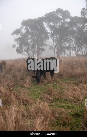 cows grazing in a misty field, mist over a Farming landscape with beautiful cows and cattle grazing on pasture at dswk in the australian outback over Stock Photo