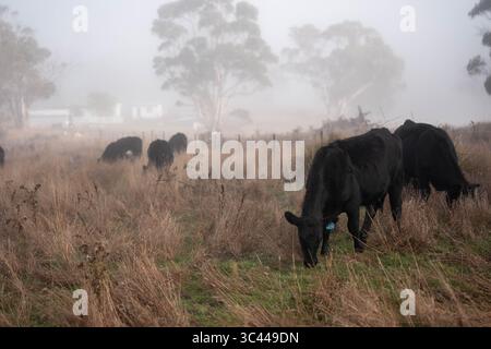 cows grazing in a misty field, mist over a Farming landscape with beautiful cows and cattle grazing on pasture at dswk in the australian outback over Stock Photo
