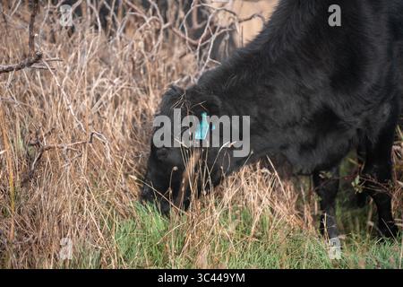 cows grazing in a misty field, mist over a Farming landscape with beautiful cows and cattle grazing on pasture at dswk in the australian outback over Stock Photo