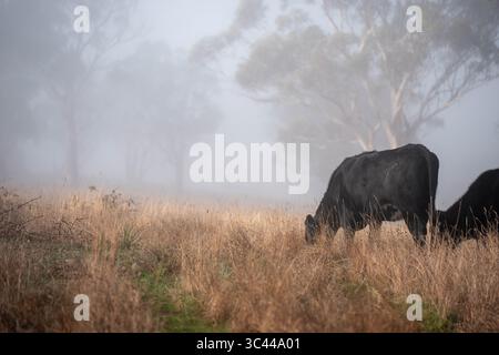 cows grazing in a misty field, mist over a Farming landscape with beautiful cows and cattle grazing on pasture at dswk in the australian outback over Stock Photo